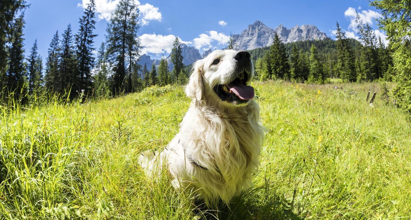 Camping mit Hund in Südtirol Urlaub für Fellnasen