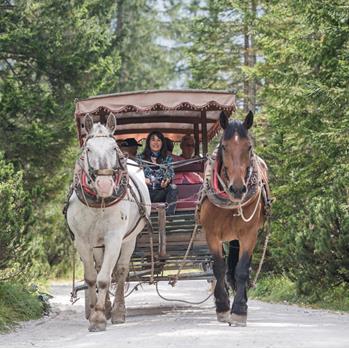 Discover nature in a horse sledge