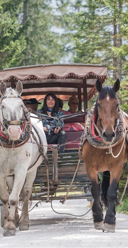 Scoprire la natura in una carrozza a cavalli