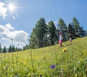 Meadow with flowers