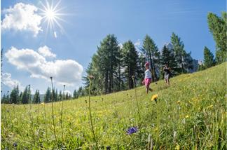 Meadow with flowers