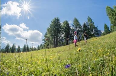 Meadow with flowers