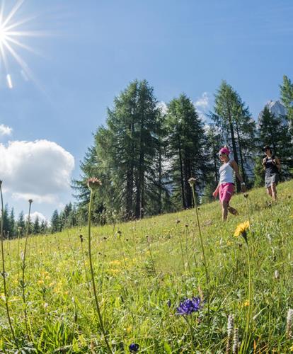 Meadow with flowers