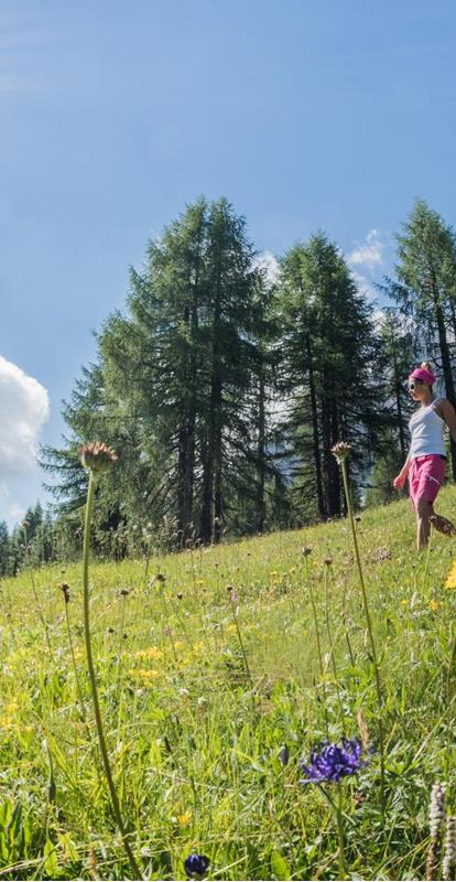 Meadow with flowers