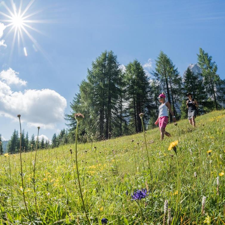 Meadow with flowers