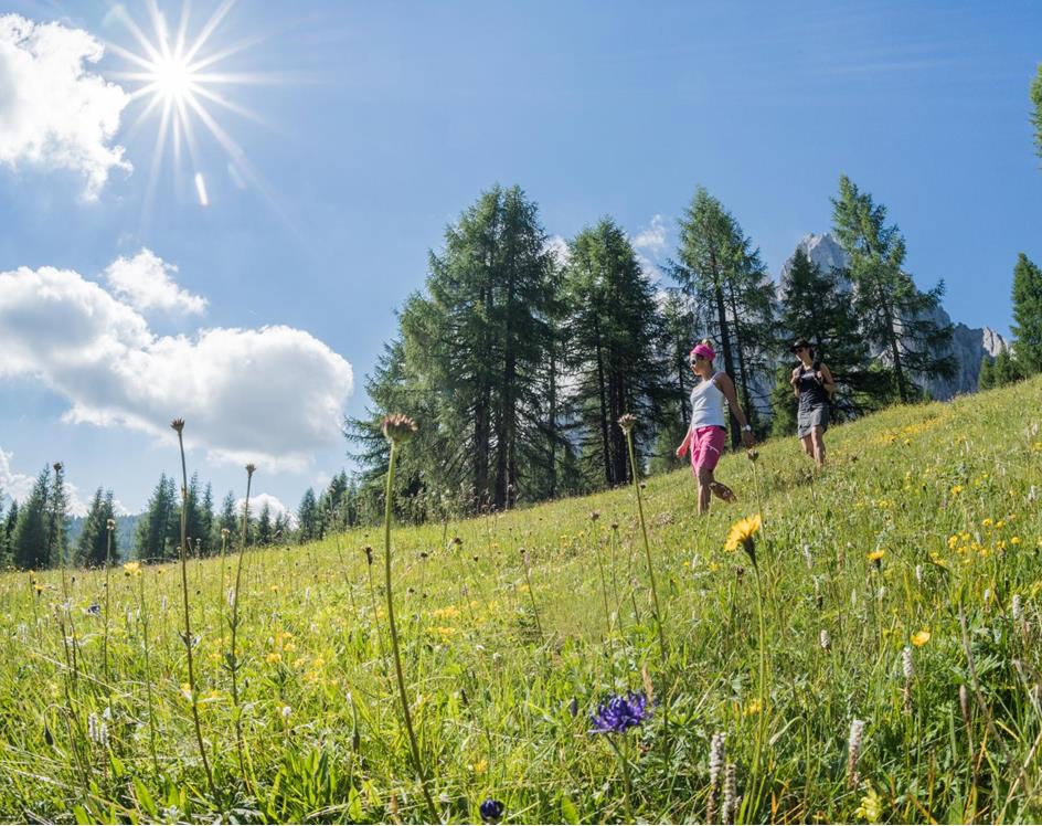 Meadow with flowers