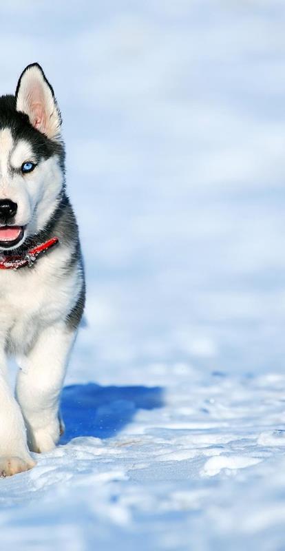pexel-adorable-animal-breed-canine-434090