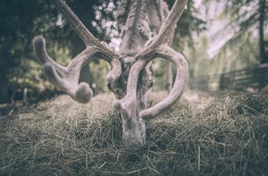 Rendeer