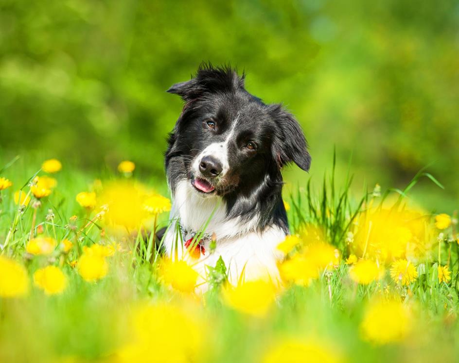 Hund