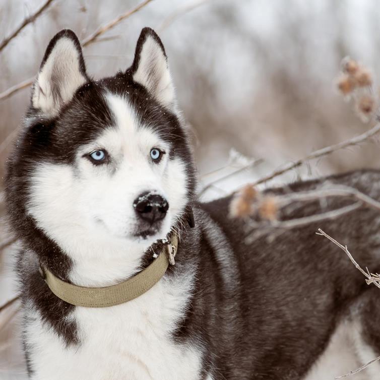 Hund