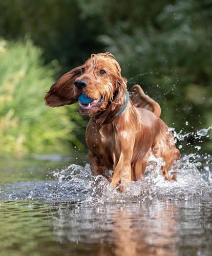 Auch Hunde haben bei uns Spaß