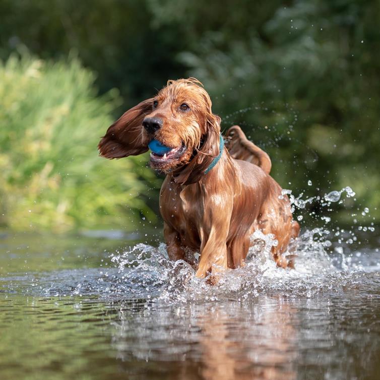 Auch Hunde haben bei uns Spaß