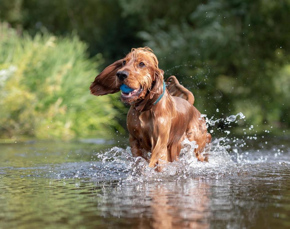 Auch Hunde haben bei uns Spaß