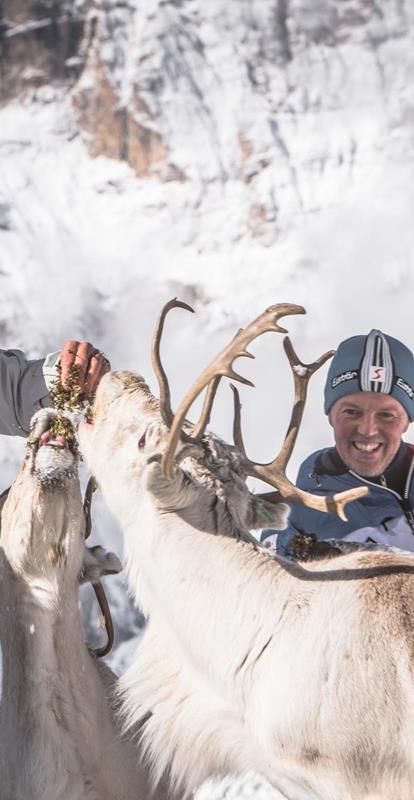 Reindeer Herd at Croda Rossa