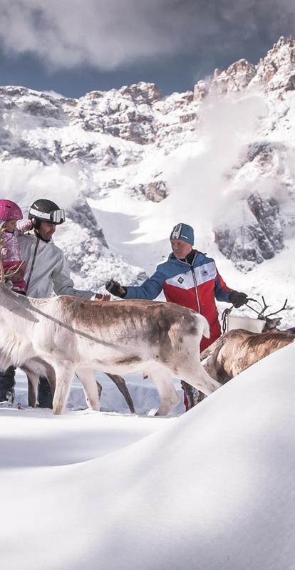 Rendeer feeding